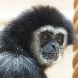 Lar gibbon (Hylobates lar), 2025-05-22