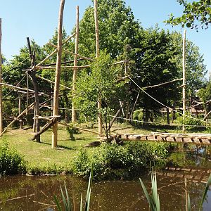 Lar gibbon island, 2025-05-22