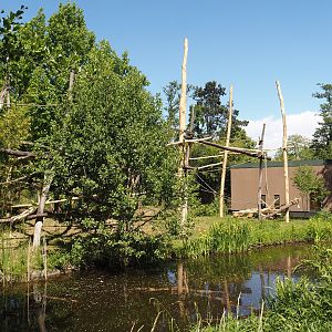 Lar gibbon island, 2025-05-22