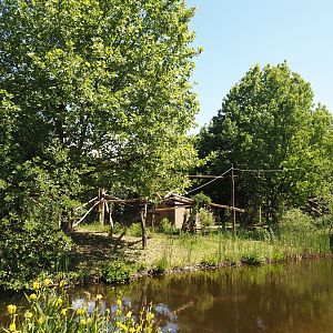 Lar gibbon island, 2025-05-22