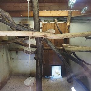Ring-tailed coati indoor housing, 2025-05-22