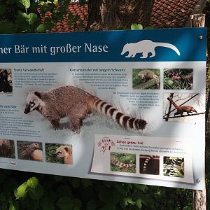 Ring-tailed coati signage, 2025-05-22