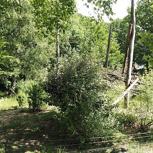 Ring-tailed coati exhibit, 2025-05-22