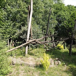 Ring-tailed coati exhibit, 2025-05-22