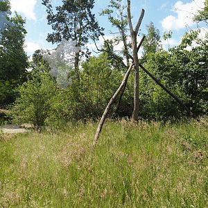 Lemur Forest exhibit, 2025-05-22