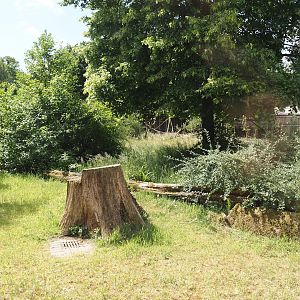 Lemur Forest exhibit, 2025-05-22