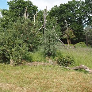 Lemur Forest exhibit, 2025-05-22