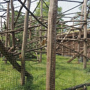 Black-and-white ruffed lemur exhibit, 2025-05-22