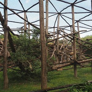 Black-and-white ruffed lemur exhibit, 2025-05-22