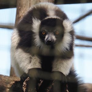 Black-and-white ruffed lemur (Varecia variegata variegata), 2025-05-22