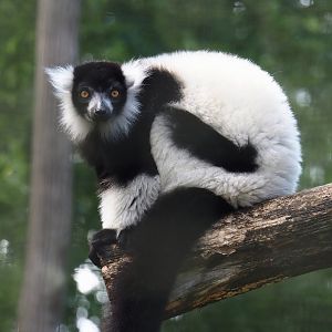 Black-and-white ruffed lemur (Varecia variegata variegata), 2025-05-22