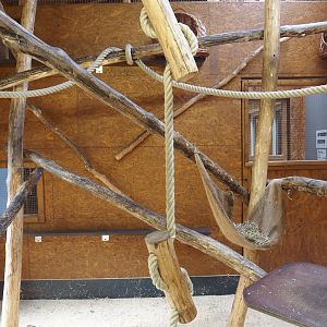 Black-and-white ruffed lemur indoor exhibit, 2025-05-22