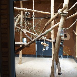 Red ruffed lemur indoor exhibit, 2025-05-22