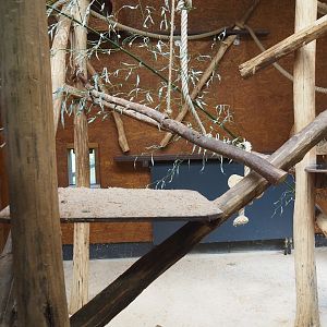 One of the lemur indoor exhibits, 2025-05-22