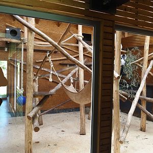 Black-and-white ruffed lemur indoor exhibit, 2025-05-22