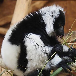 Black-and-white ruffed lemur (Varecia variegata variegata), 2025-05-22