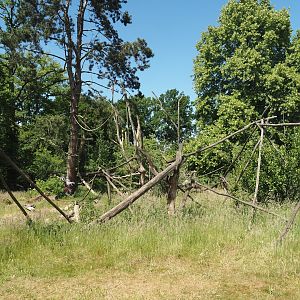 Lemur Forest exhibit, seen from the lemur house, 2025-05-22