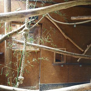Red-bellied lemur indoor exhibit, 2025-05-22