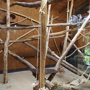 Ring-tailed lemur indoor exhibit, 2025-05-22