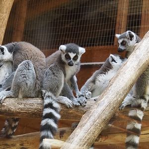 Ring-tailed lemurs (Lemur catta), 2025-05-22