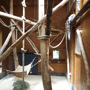 Ring-tailed lemur indoor exhibit, 2025-05-22