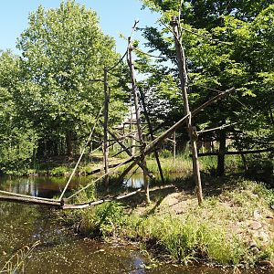 Cotton-top tamarin island, with Lar gibbon island behind it, 2025-05-22