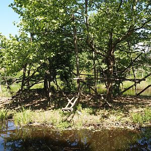 Cotton-top tamarin island, 2025-05-22