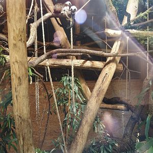Cotton-top tamarin indoor housing, 2025-05-22