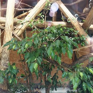 Cotton-top tamarin indoor housing, 2025-05-22