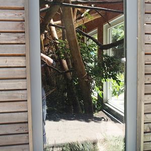 Cotton-top tamarin indoor housing, 2025-05-22