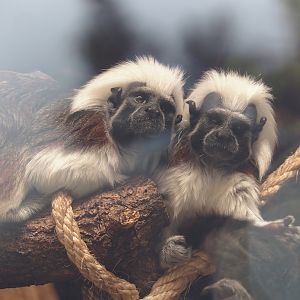 Cotton-top tamarins (Saguinus oedipus), 2025-05-22
