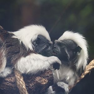 Cotton-top tamarins (Saguinus oedipus), 2025-05-22