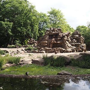 First Gelada exhibit, 2025-05-22