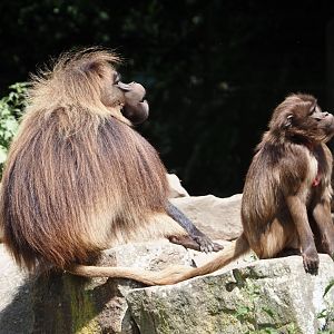 Geladas (Theropithecus gelada), 2025-05-22