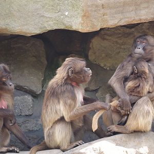 Geladas (Theropithecus gelada), 2025-05-22