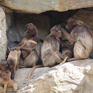 Geladas (Theropithecus gelada), 2025-05-22