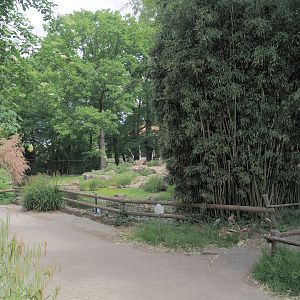 Walkway next to the first gelada exhibit, 2025-05-22