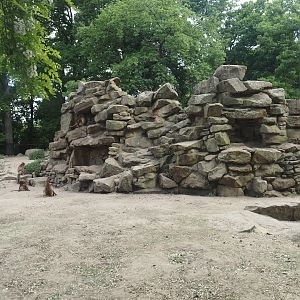 First Gelada exhibit, 2025-05-22