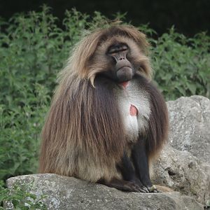Gelada (Theropithecus gelada), 2025-05-22