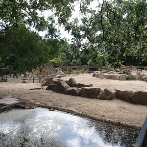 Second Gelada exhibit, 2025-05-22