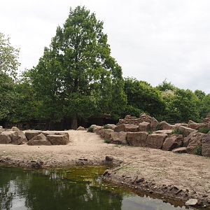 Second Gelada exhibit, 2025-05-22