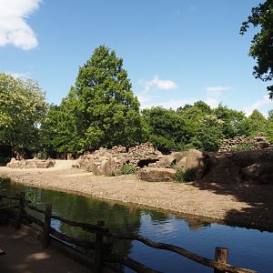Second Gelada exhibit, 2025-05-22