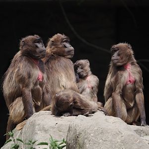 Geladas (Theropithecus gelada), 2025-05-22