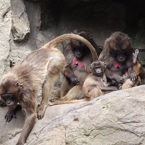 Geladas (Theropithecus gelada), 2025-05-22