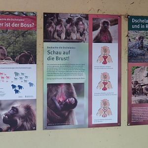 Gelada signage, 2025-05-22