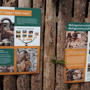 Barbary sheep and Barbary sheep/Gelada mixed exhibit signage, 2025-05-22