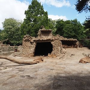 Barbary sheep and Gelada exhibit, 2025-05-22
