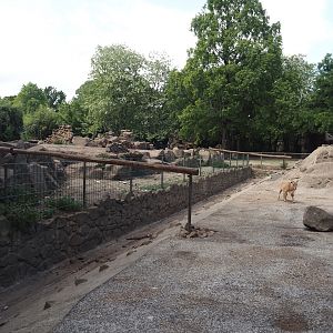 Second Gelada exhibit and Gelada accesses to the Barbary sheep exhibit, 2025-05-22