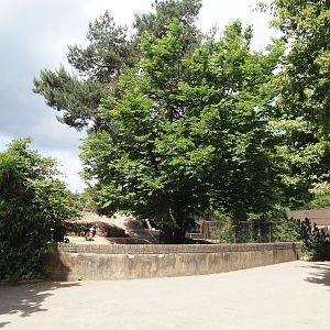Viewing area for Barbary sheep and Gelada exhibit, 2025-05-22