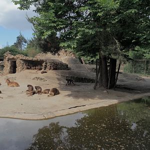 Barbary sheep and Gelada exhibit, 2025-05-22